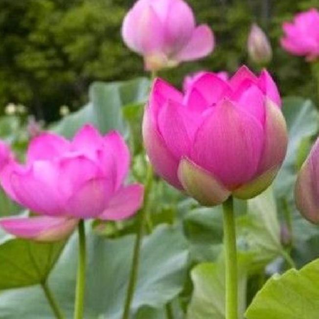 Combo 2 gói hạt giống hoa sen ta-gói 10 hạt/tặng kèm gói kích mầm