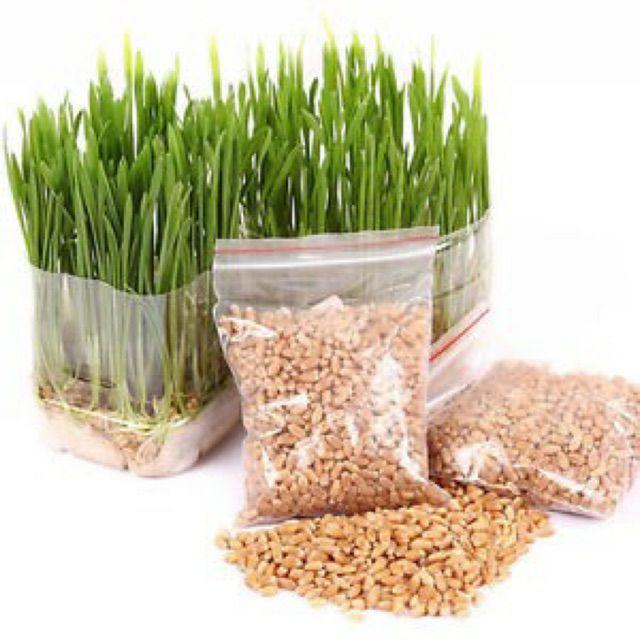 Hạt Giống Mầm Lúa Mạch KNS3416 - Gói 100 gram