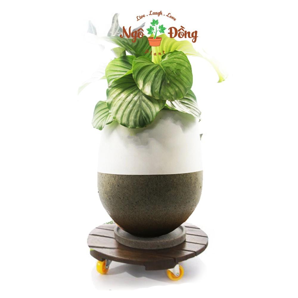 Đế Lót Chậu Cây Cảnh Gỗ Tràm Có Bánh Xe Tròn R30cm Chịu Lực Lên Đến 120kg