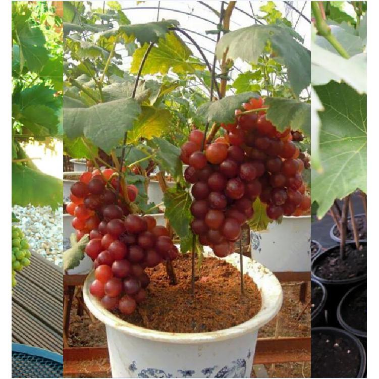 Hạt giống nho lùn pháp 10 hạt/gói