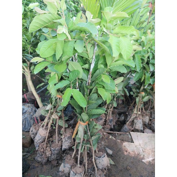 CÂY GIỐNG ỔI TRỒNG SÂN THƯỢNG CHO CÂY XANH TỐT, NĂNG SUẤT CAO