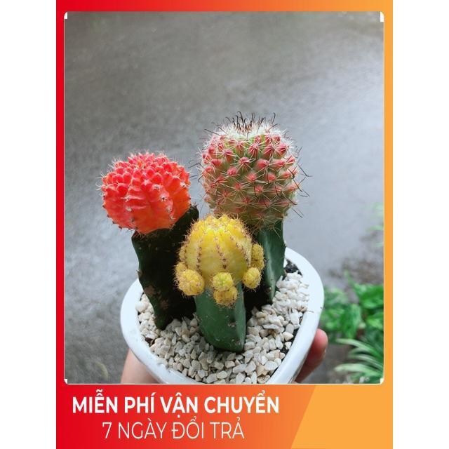 Chậu Xương Rồng Trái Tim