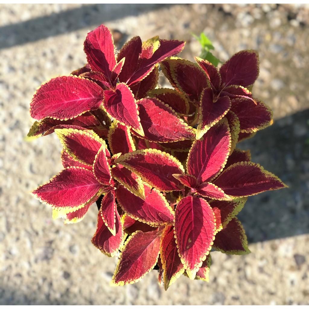 Chậu cây lá Nhung