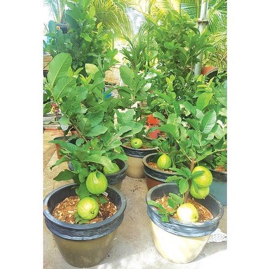 CÂY giống Ổi Nữ Hoàng