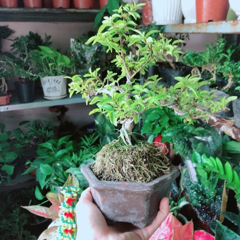 Chậu Mai Chiếu Thuỷ Bonsai Mini