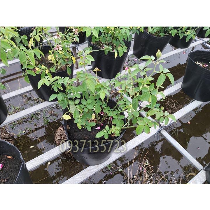 CÂY HOA HỒNG TƯỜNG VY SA ĐÉC