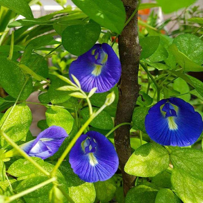 1 GÓI HẠT GIỐNG HOA ĐẬU BIẾC