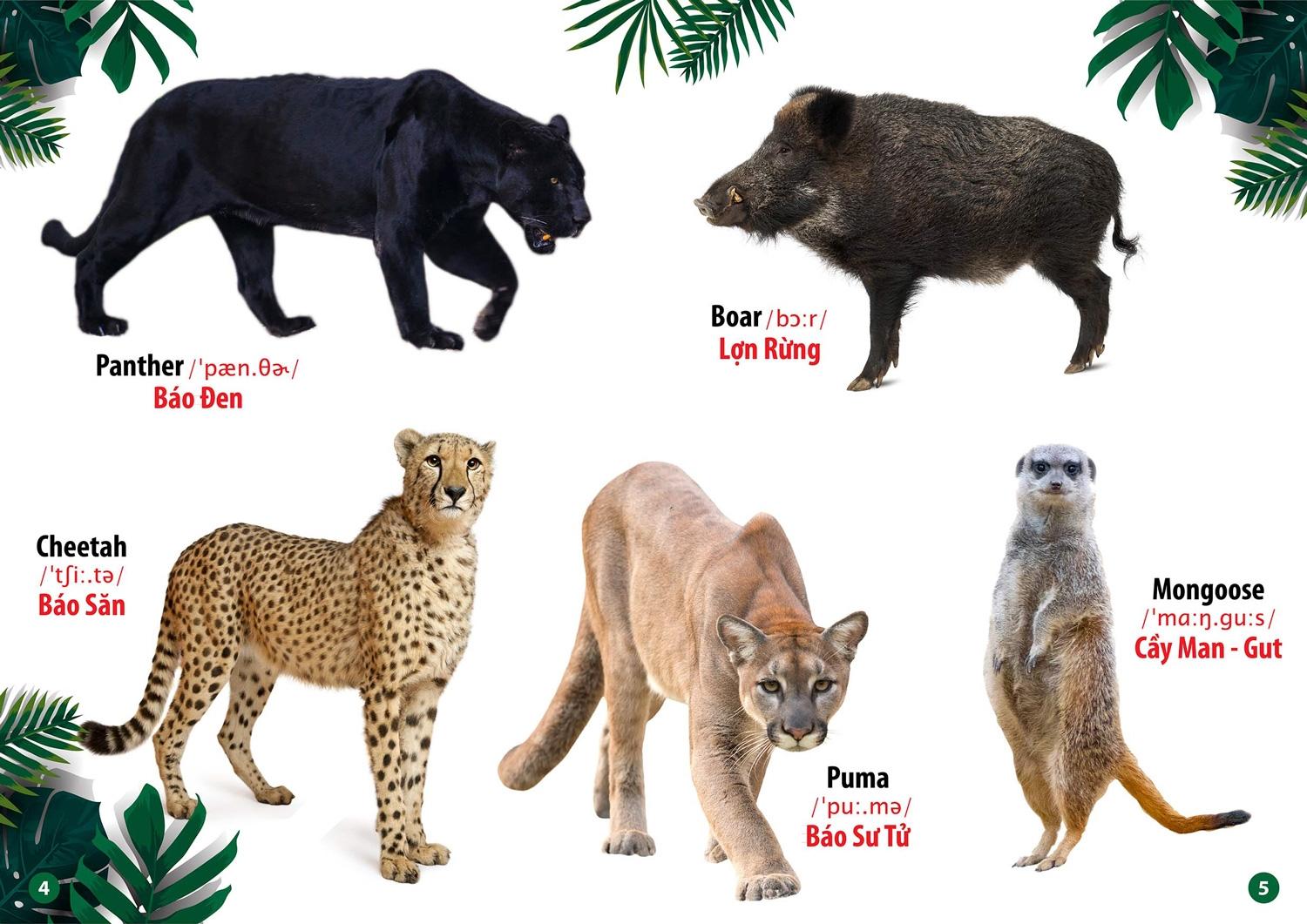 Từ Điển Bằng Hình - Song Ngữ Anh-Việt - Thế Giới Động Vật (Tái Bản 2023)