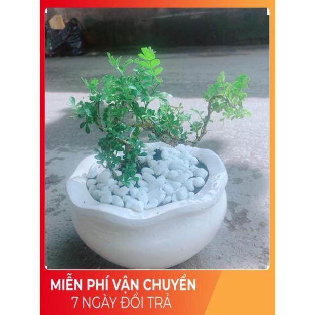 Chậu Cây Cần Thăng