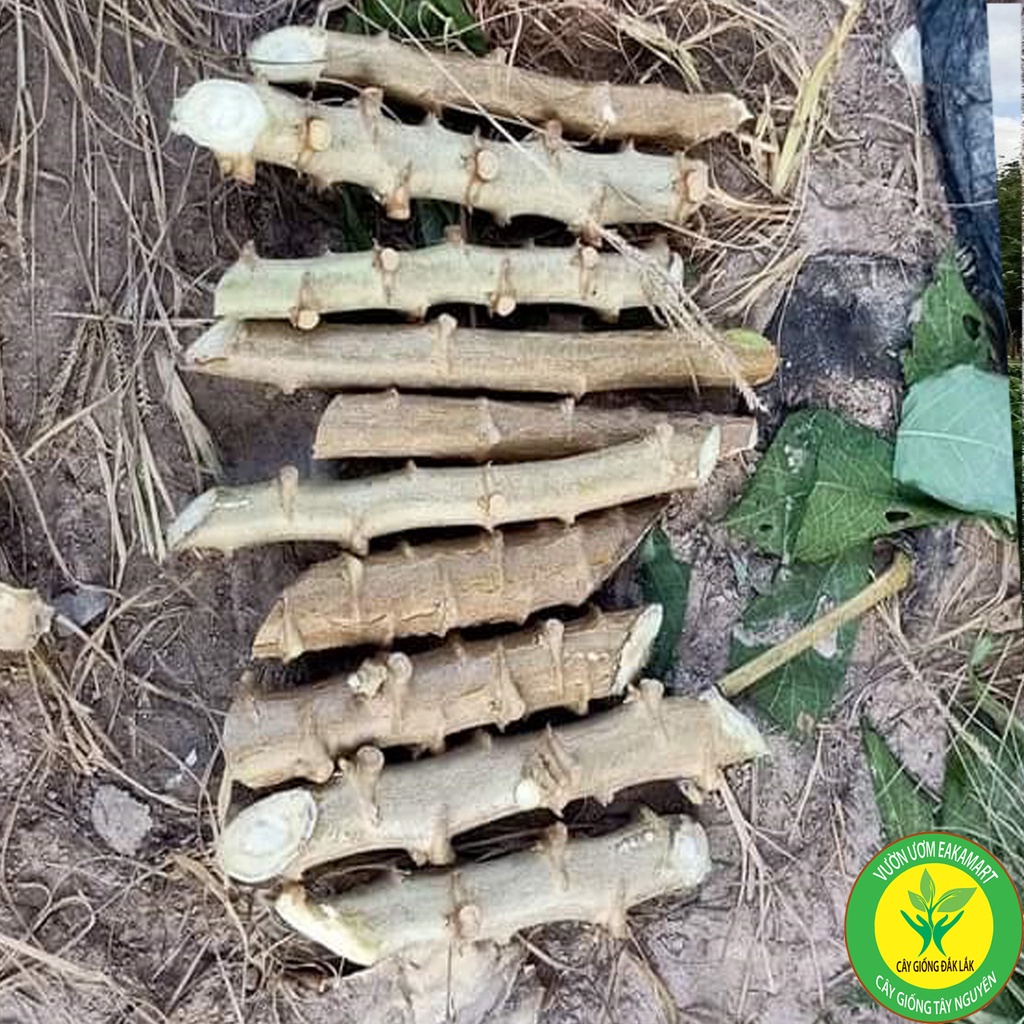 CÂY GIỐNG KHOAI SĂN RUỘT VÀNG