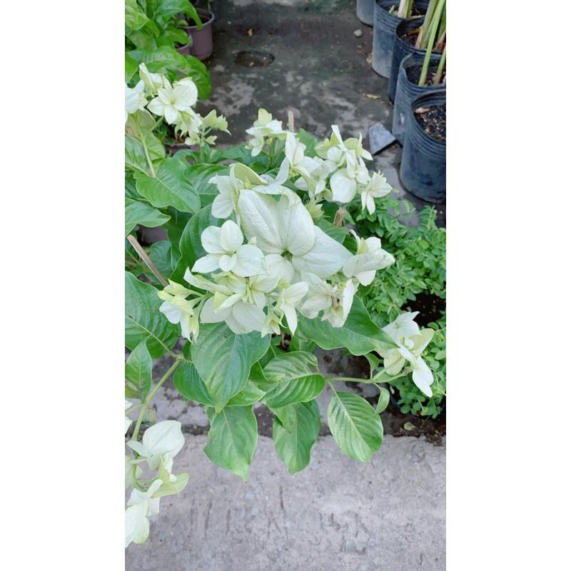 Cây Hoa Én Trắng Lớn