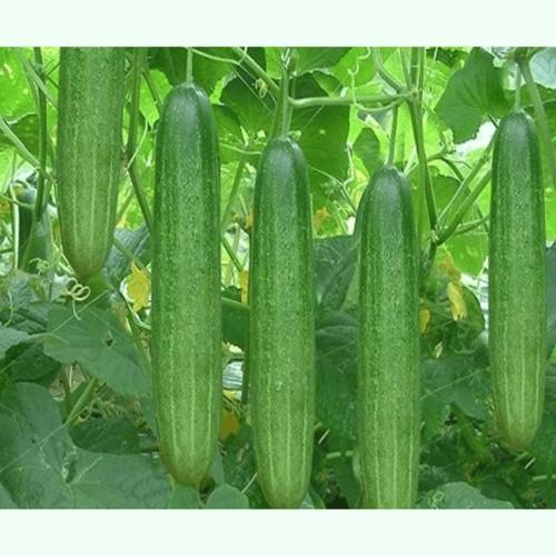 Hạt Giống Dưa Chuột Nếp Ta -