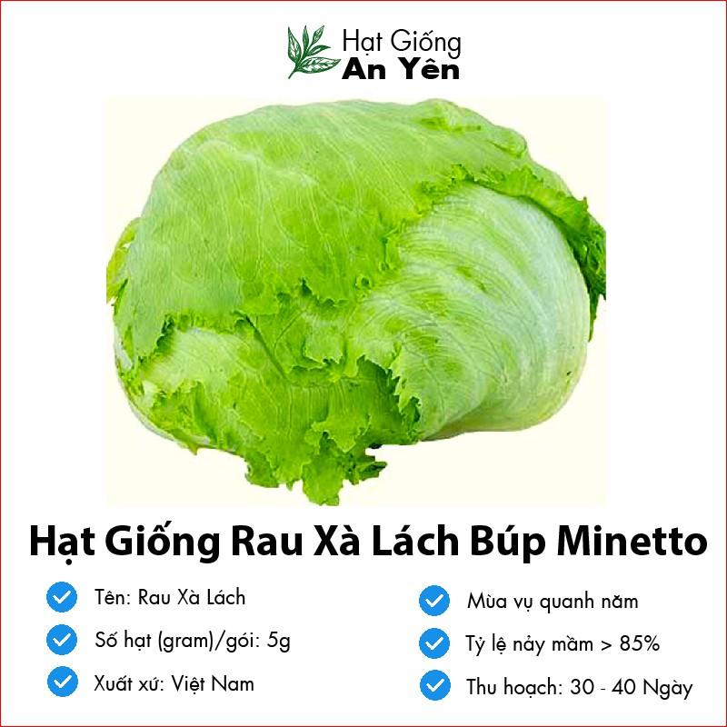 Hạt giống Xà Lách Búp Minetto thu hoạch sớm, dễ trồng, nảy mầm cao, sinh trưởng khoẻ