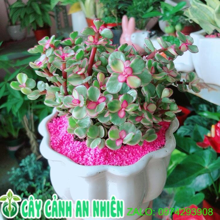 Chậu Cây Cành Vàng Lá Ngọc