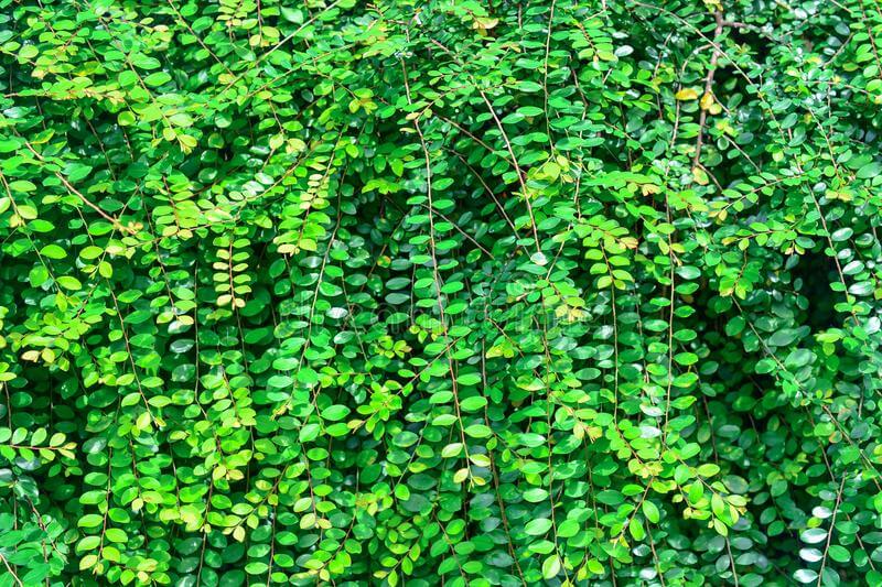Cây Phyllanthus cochinchinensis Green Lightning chậu nhựa 10cm