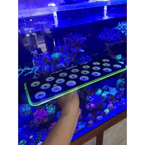 Kệ cắm đế frag san hô
