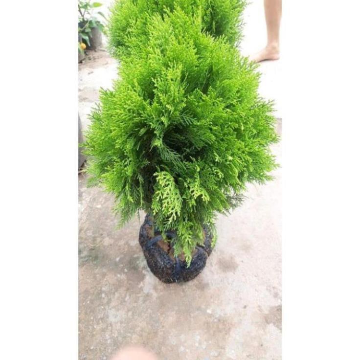 Sản phẩm TÙNG BÁCH DIỆP