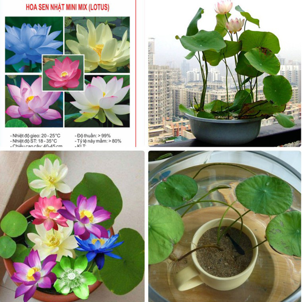 Combo 10 Hạt Giống Hoa Sen Nhật Mini Mix Nhiều Màu - RH009