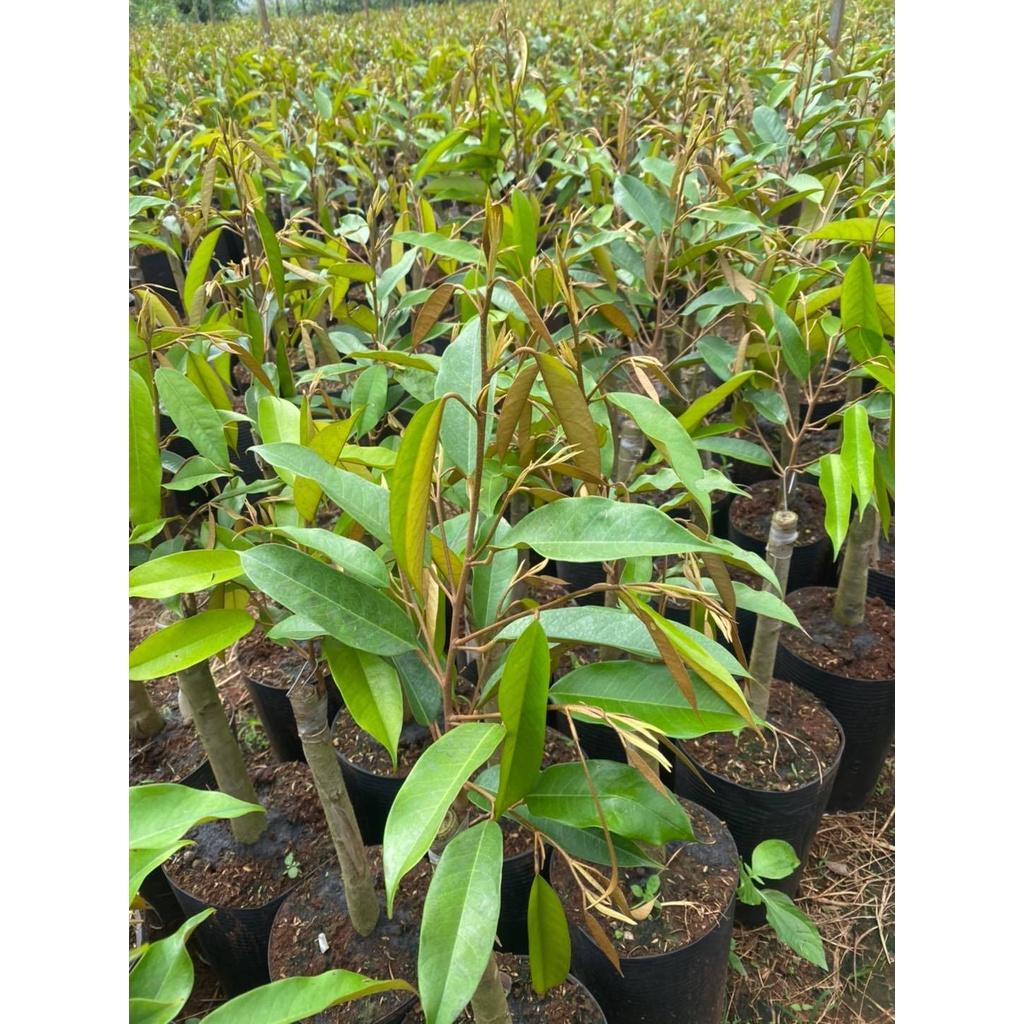 Cây giống Sầu Riêng Musang King - gốc GHÉP 2 NĂM