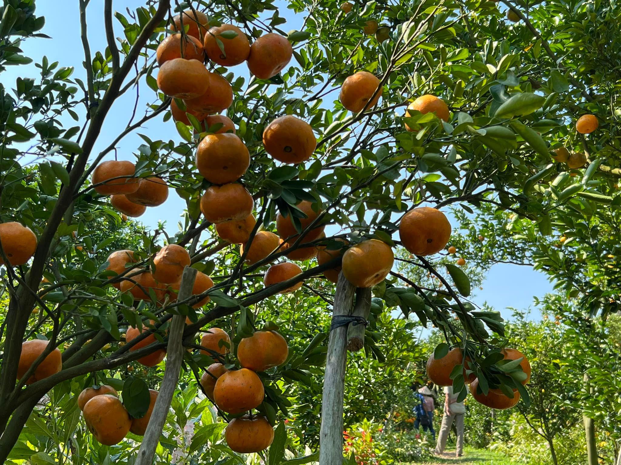 Cây quýt hồng Lai Vung