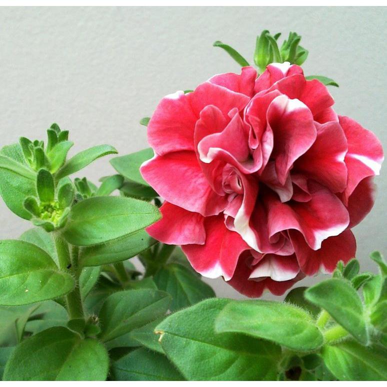 Hạt giống hoa dạ yến thảo kép nhiều màu KNS361 - Gói 20 hạt