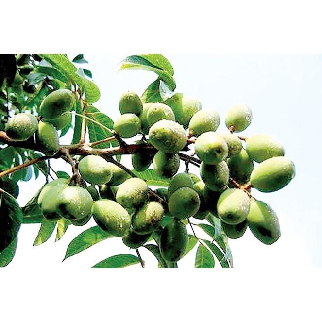 CÂY GIỐNG TRÁM XANH  CAO SẢN