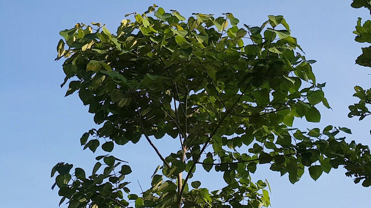 Cây giống lõi thọ