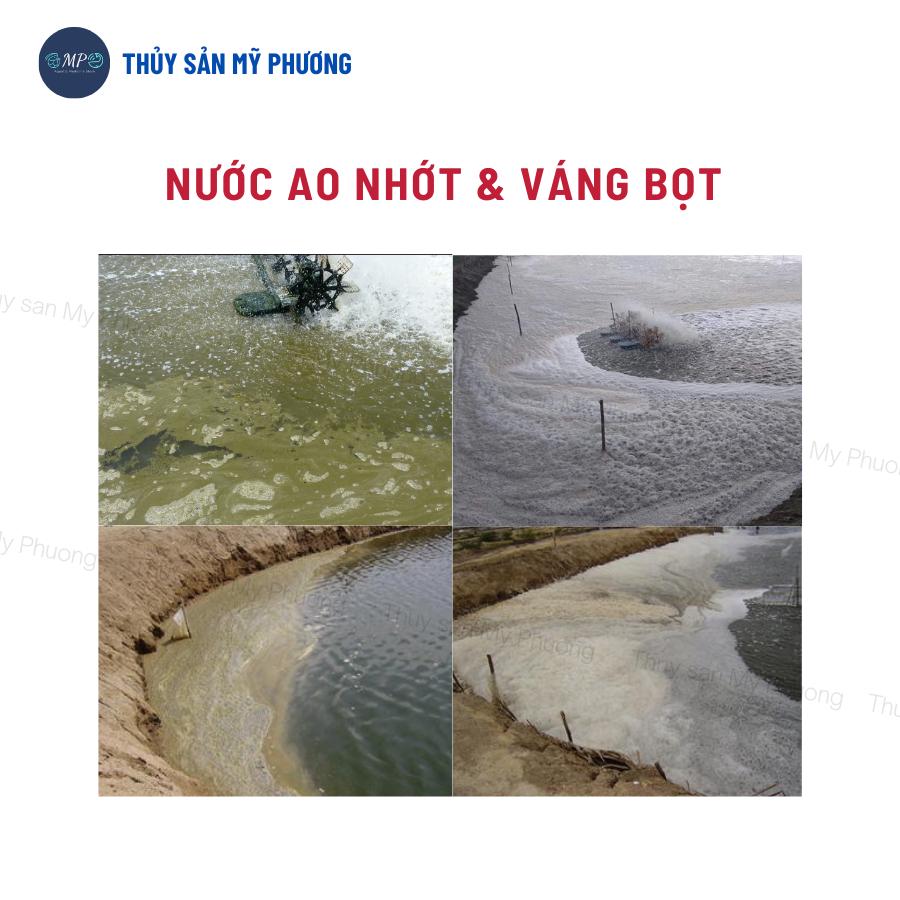 Men vi sinh nhập khẩu xử lý khí độc nước dơ đục diệt rong Aqua Pure gây màu tảo khuê trà ổn định ph tôm thẻ cá lươn ếch