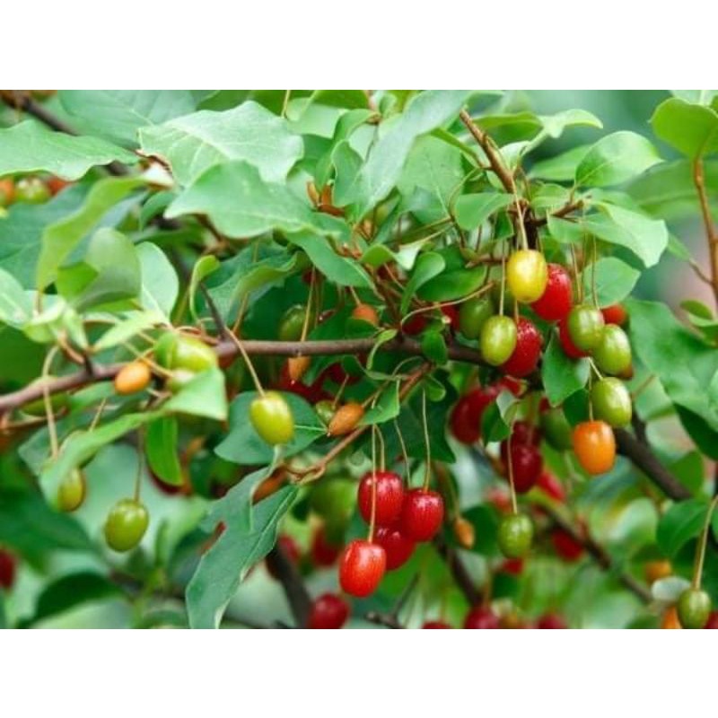 CÂY GIỐNG NHÓT NGỌT CHERRY RA TRÁI SIÊU SỚM ( cây siêu sớm có bảo hành)