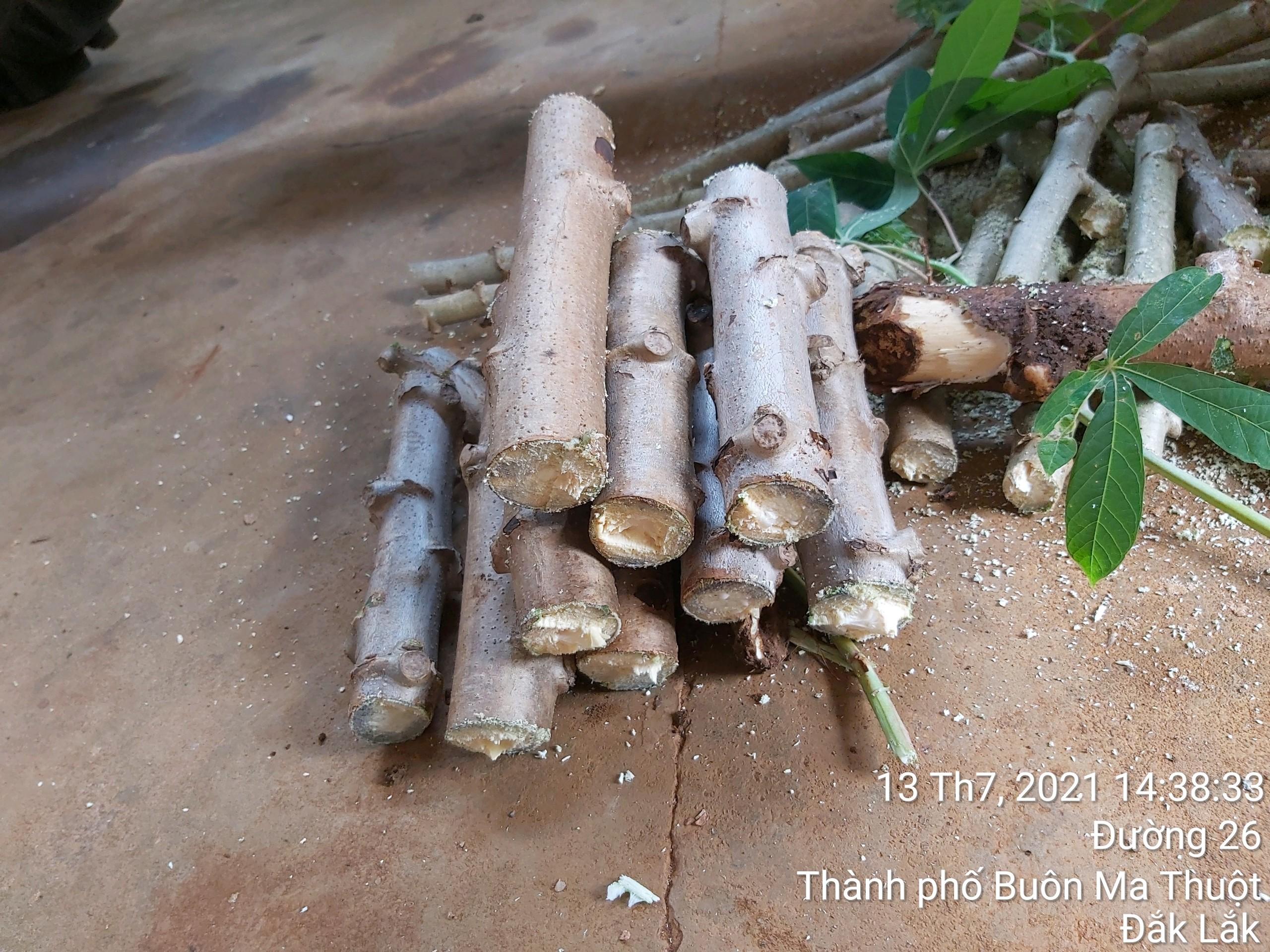 500 GRAM Hom giống Khoai Sắn ruột Vàng dẻo Thái Lan .