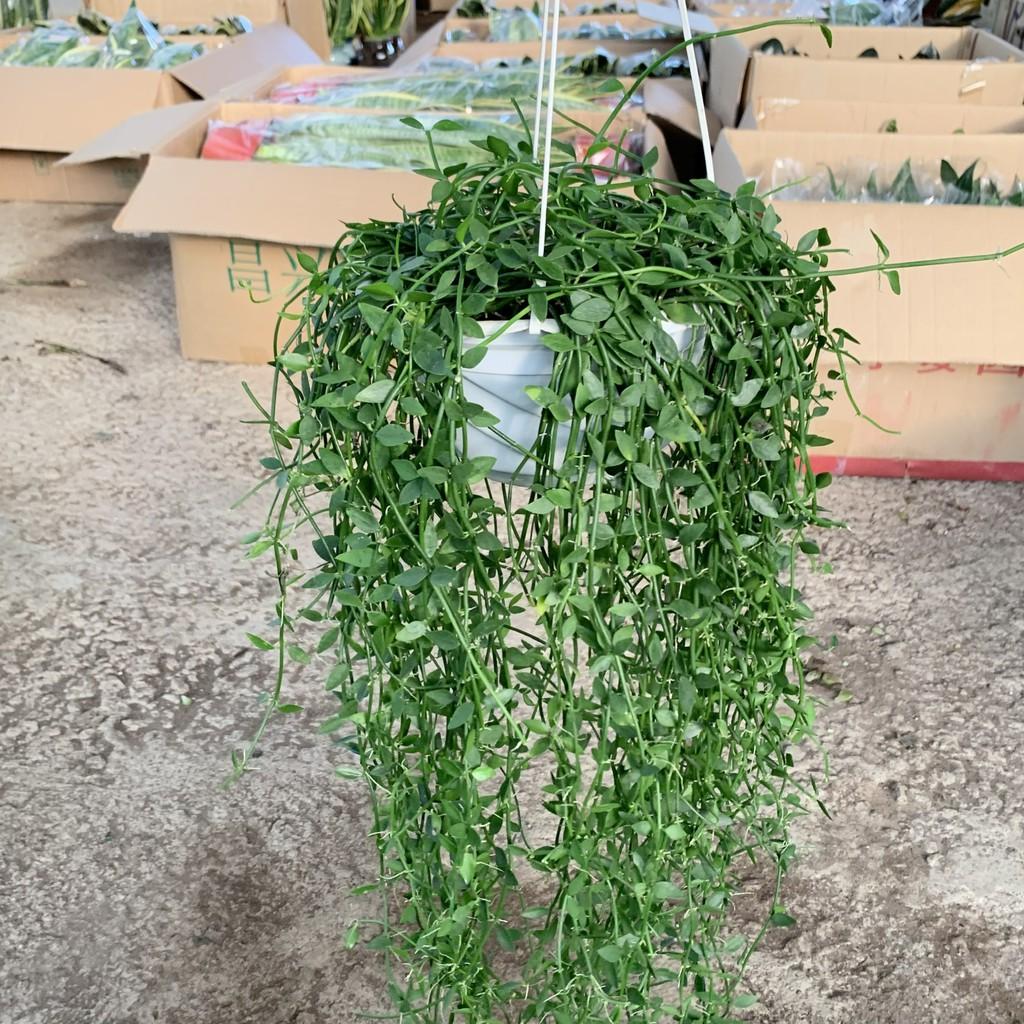 Cây lan hạt dưa trồng chậu treo dài 30-35cm, chậu cây cực dày và xum xuê lá, cây treo tường và trồng trang trí sân vườn