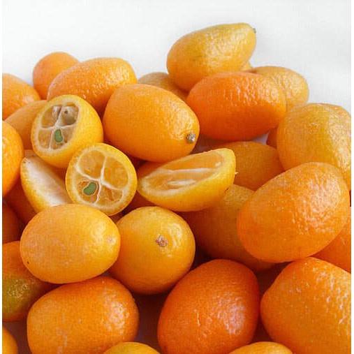 Cây Giống Tắc Thái Trái Dài
