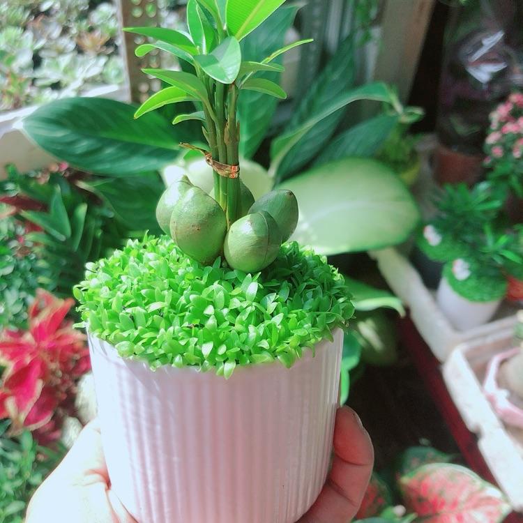 Chậu Cây May Mắn Tài Lộc