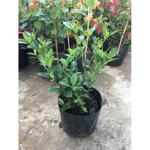 Hoa lài siêu hoa hoa kép