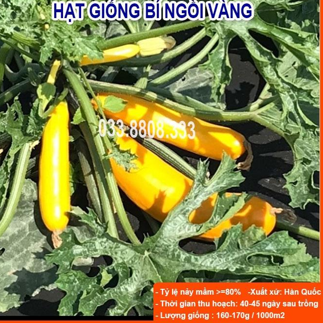 HẠT GIỐNG BÍ NGỒI VÀNG10 HẠT - BÍ TO ĐẸP DỄ TRỒNG