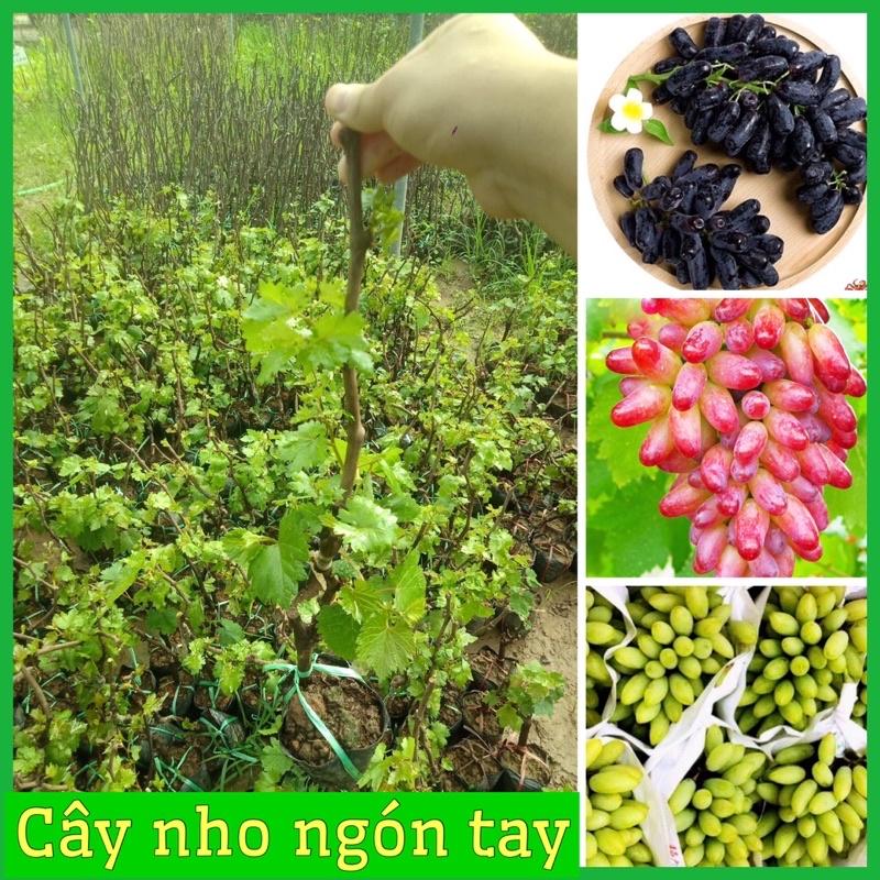 Cây nho ngón tay leo giàn rất sai quả dễ trồng