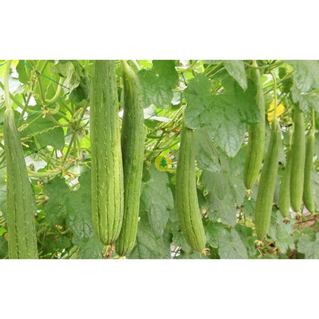 Hạt giống mướp hương 7 lá f1