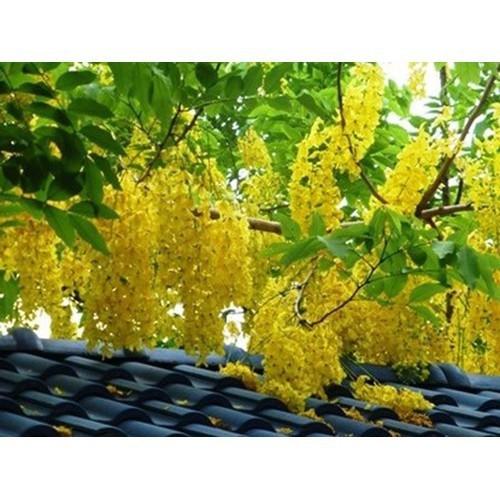 Cây giống Muồng Hoàng Yến vàng