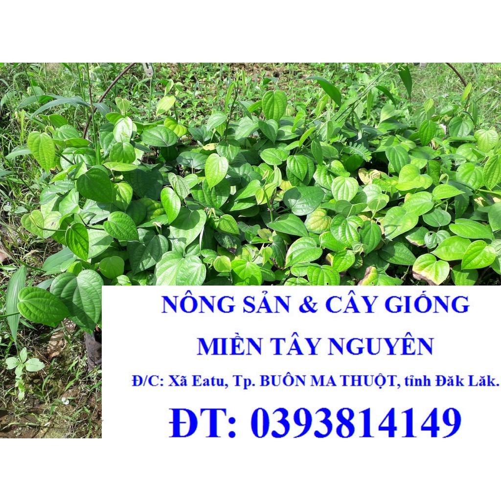 COMBO 10 Cây giống Tiêu Srilanka .