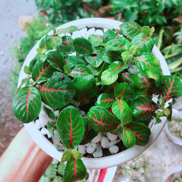 Chậu Cây Cẩm Nhung