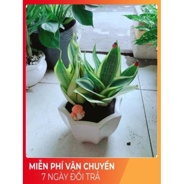 Chậu Lưỡi Hổ Thái Vàng