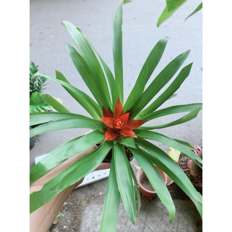 Cây Phong Lộc Hoa