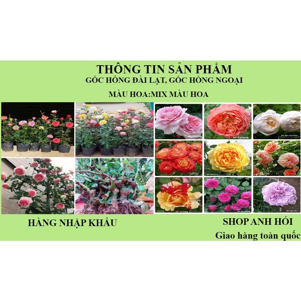 COMBO 03 GỐC HOA HỒNG ĐÀ LẠT, HỒNG NGOẠI, DỄ TRẦN ĐÃ ĐƯỢC KÍCH RỄ, NHIỀU MÀU HOA CÂY TO KHỎE