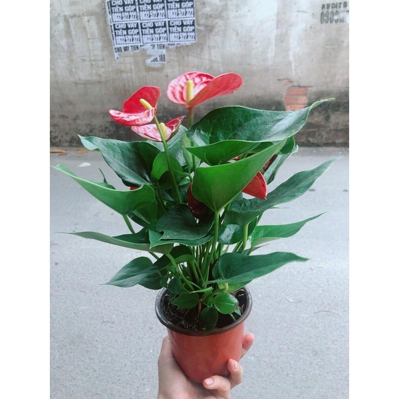 Cây Hồng Môn