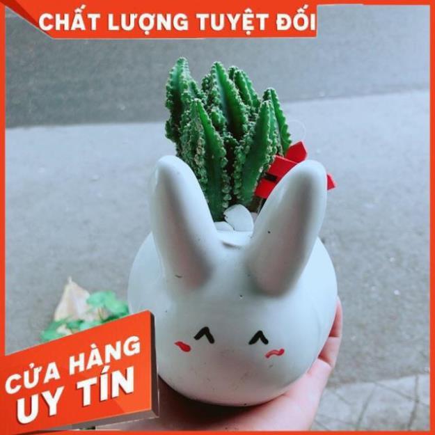 Chậu Xương Rồng Thanh Sơn Thỏ Trắng