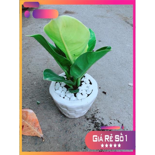 Chậu Cây Trầu Bà Đế Vương