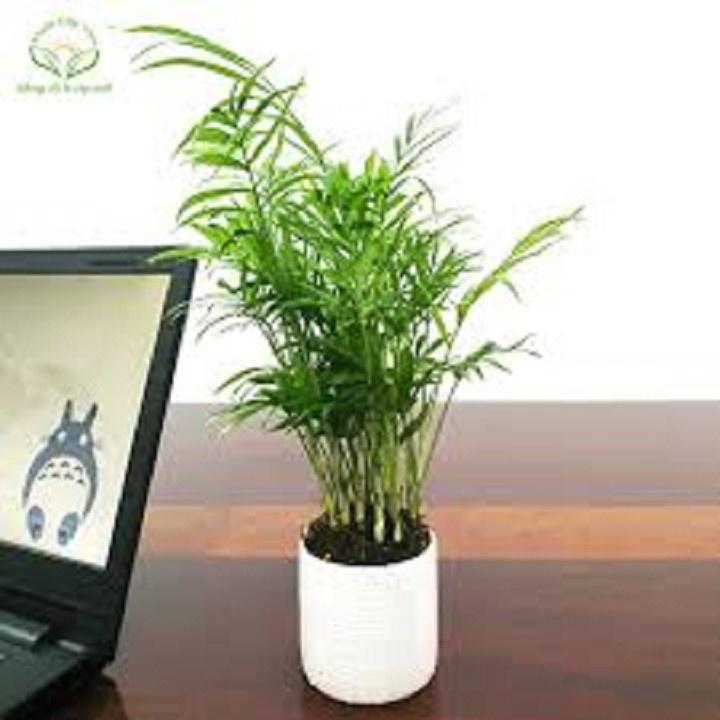 CHẬU CAU TIỂU TRÂM BONSAI