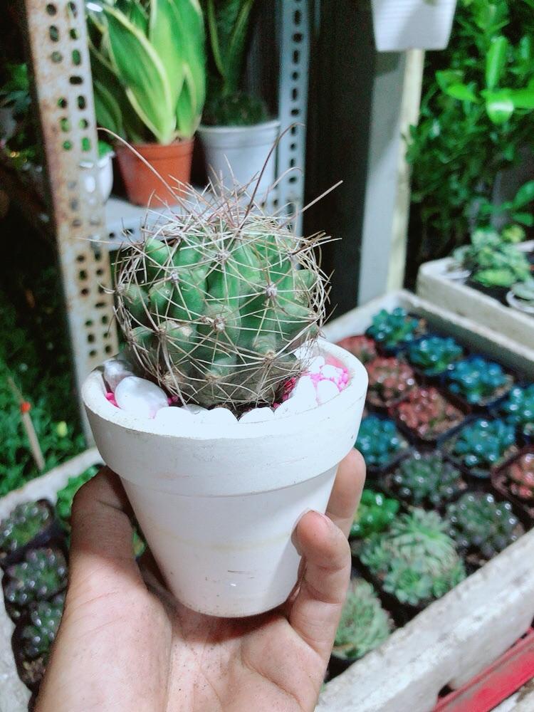 Chậu Xương Rồng Mini