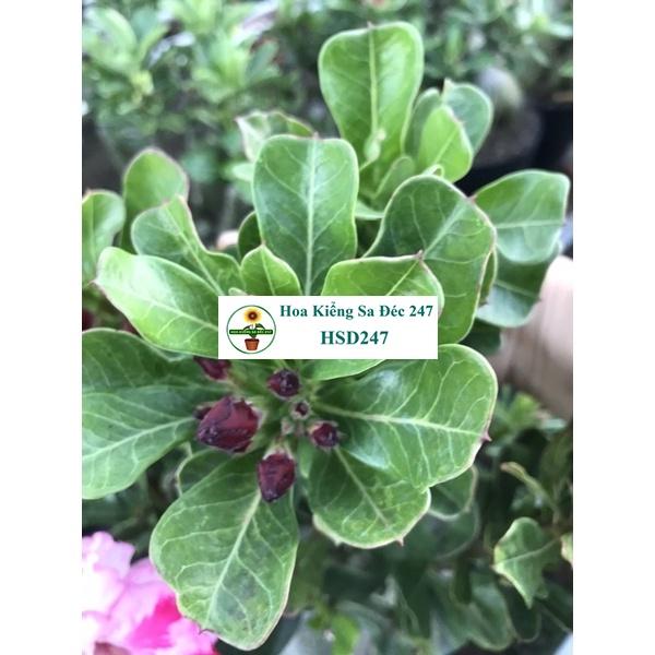 Hoa sứ trắng Loan Hồng - Tặng phân bón