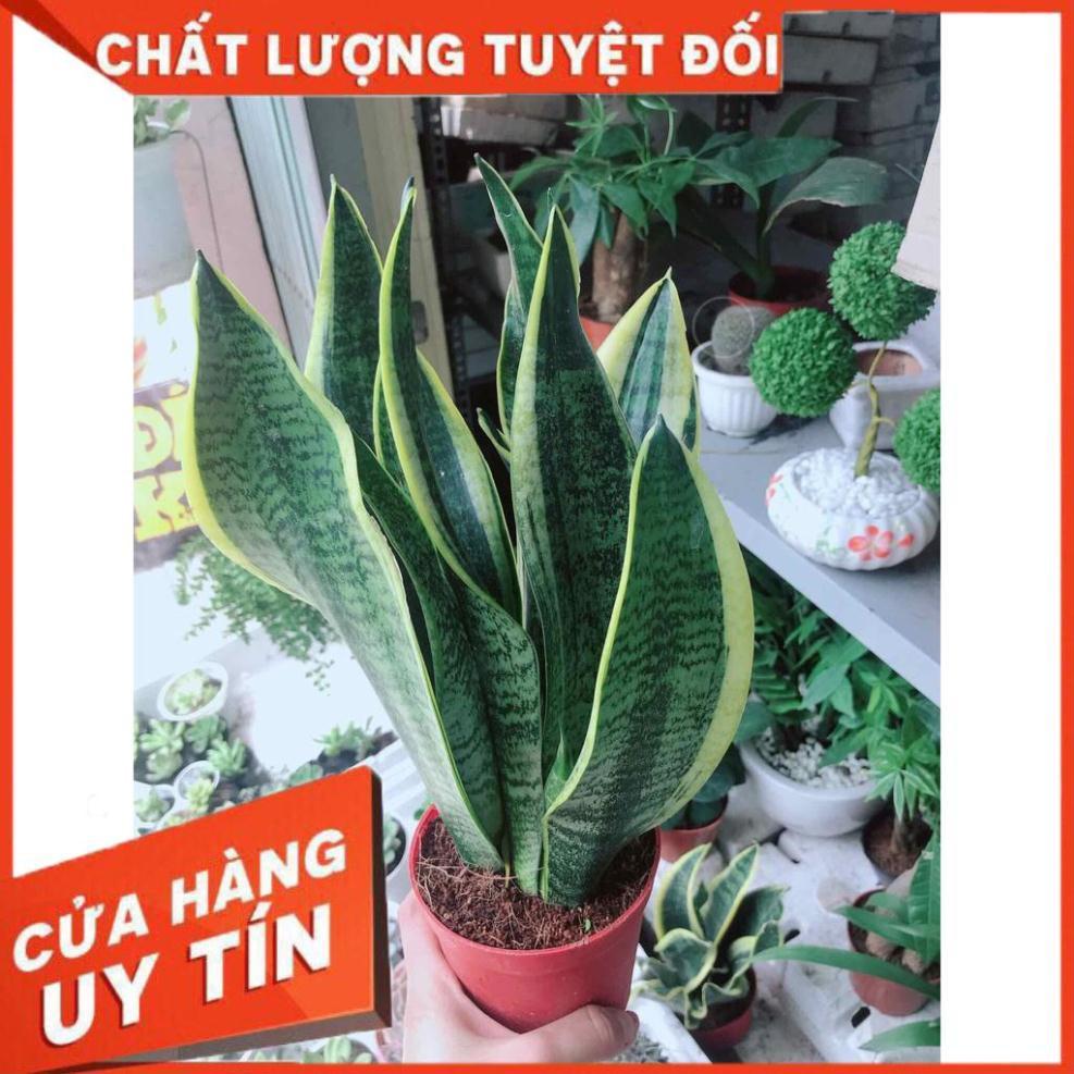 Chậu lưỡi hổ  Nhiều Người Mua